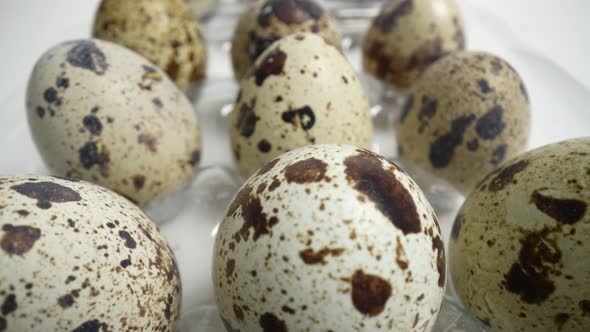 Quail Eggs 53