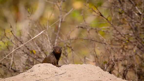 Common dwarf mongoose in Kruger National park, South Africa