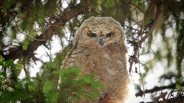 Great Horned Owl fledgling in a tree looking around