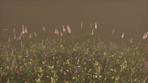 Wild Field Flowers in Deep Fog