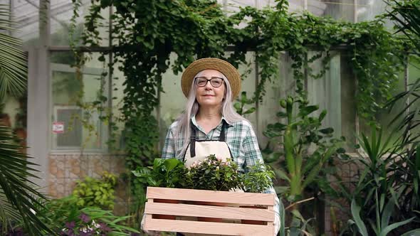 Grey-Haired Woman in Hat Passing Through Beautiful Greenhouse with Box with Flowers