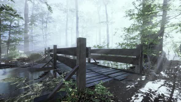 Wooden Steps in the Forest Disappeared in the Thick Fog