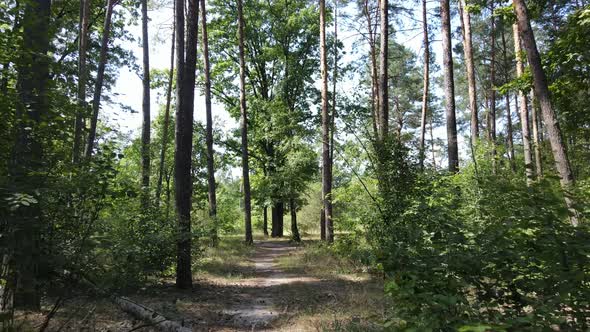 Daytime Forest Landscape in Summer