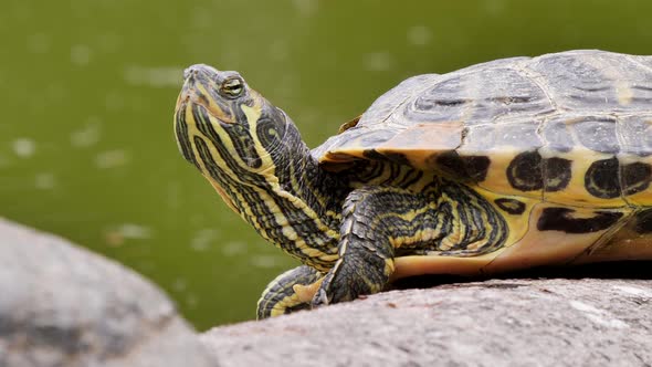 Close up shot of turtle stretches his neck up in the air beside natural lake during daytime