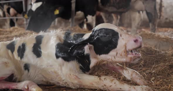 A Newborn Calf On A Farm Lies On The Hay And Groans Plaintively, Surrounded By A Herd Of Cows