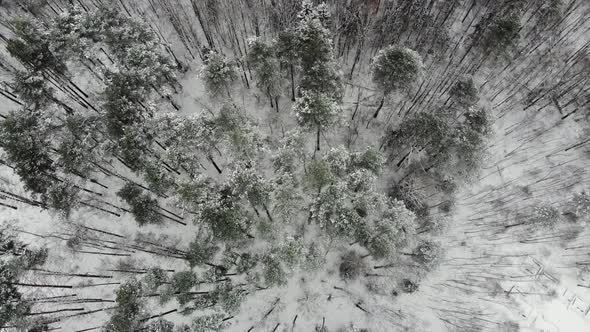 Aerial view of the trees in snowy forest in Russia.