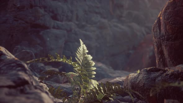 Lava Stone Field with Dead Trees and Plants