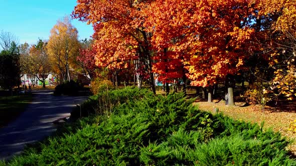 Aerial drone view of a flying in the autumn park.