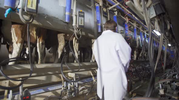 Modern cow milking parlor.