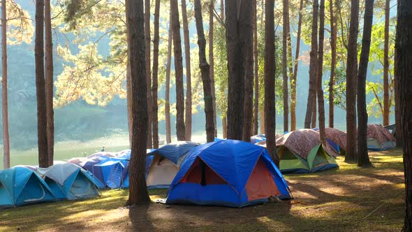 Camping and Tent Under Pine Forest Near Lake with Beautiful Sunlight