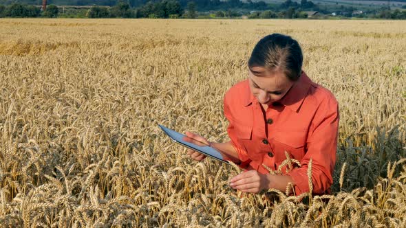 Caucasian Agronomist checking the field of cereals and sends data to the cloud from the tablet