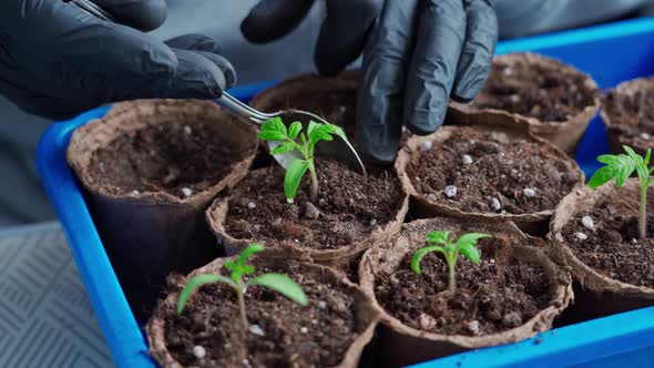 Planting a Young Tomato Seedling in Separate Peat Forms