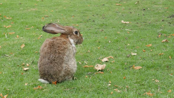 Rabbit in the field cleanning fur and relaxing 4K 2160p 30fps UltraHD footage - Hare enjoying nice w