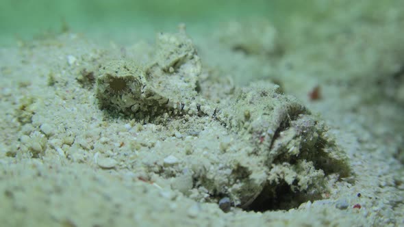 Demon Stinger (Inimicus didactylus) close up on sand