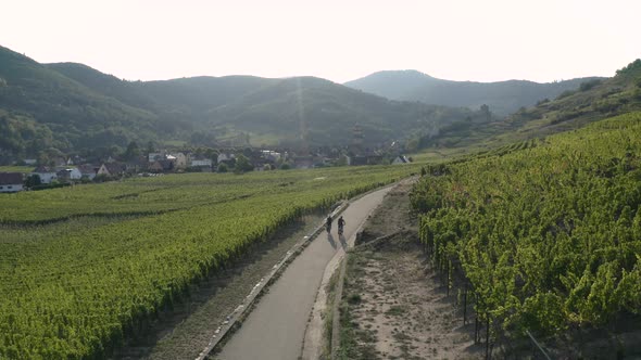 Aerial view of couple cycling on road through vineyards.