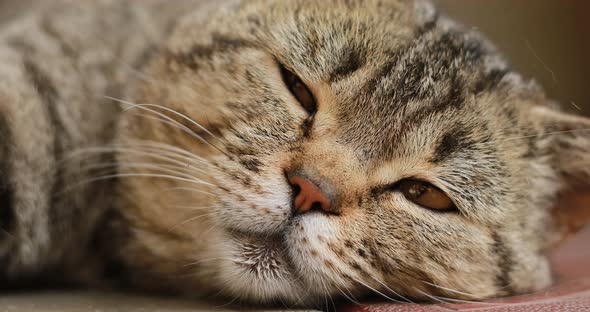 Close up portrait of a tabby british cat looking around. Home British, thoroughbred cat resting