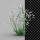 Plant Growth - VideoHive Item for Sale