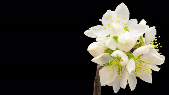 Almond Flower Blossom Isolated
