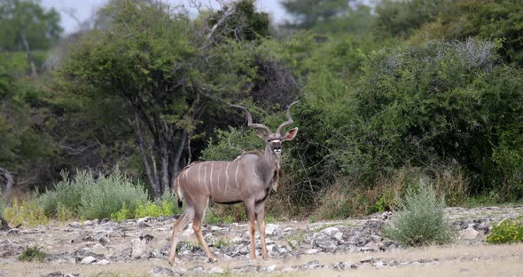 greater kudu Africa safari wildlife and wilderness