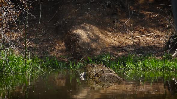 Nile crocodile in Kruger National park, South Africa