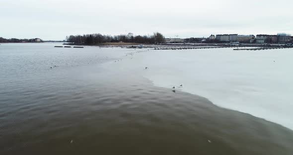 Moving shot of some birds standing and flying from an ice shelf in Helsinki, Finland.