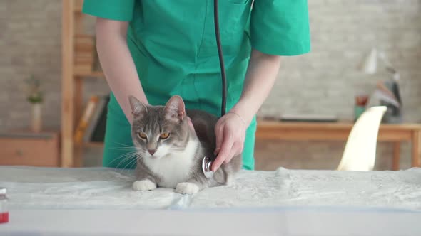 Woman Vet Cat Examination with Stethoscope Close Up