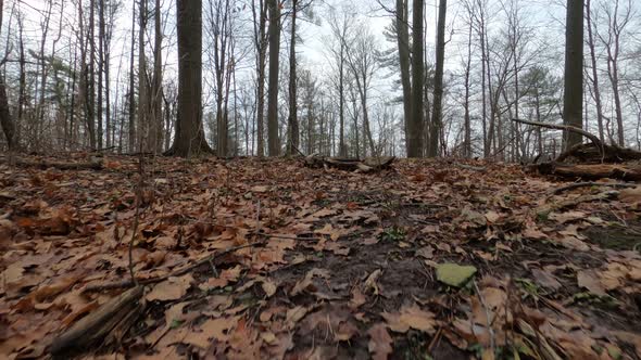 Walking uphill on dead leaves in muddy forest.