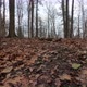 Walking uphill on dead leaves in muddy forest. - VideoHive Item for Sale
