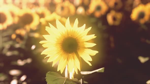 Field of Sunflowers and Sunset