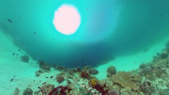 Coral Reef and Tropical Fish. Panglao, Philippines