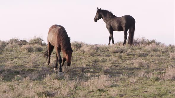 Wild horse trots around herd with his head held low.