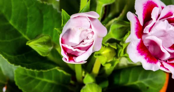 Detailed macro time lapse of a blooming red white rose flower