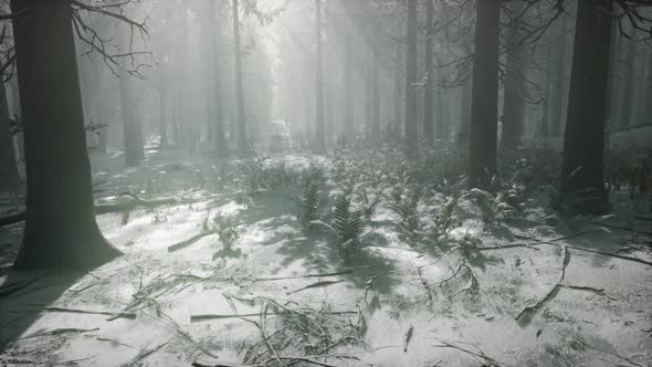 Winter Snowcovered Forest on a Cloudy Day