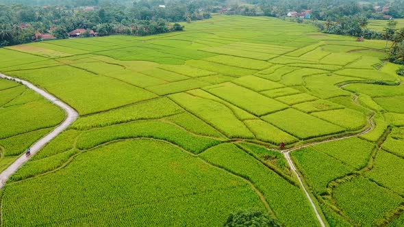 Aerial view of Rice fields on terraced of Cariu with noise cloud after rain, Bogor, Indonesia