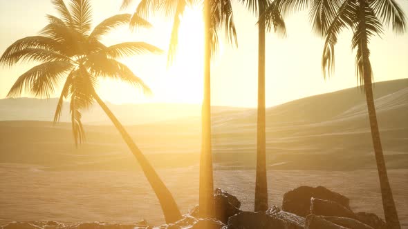 Palms in Desert at Sunset