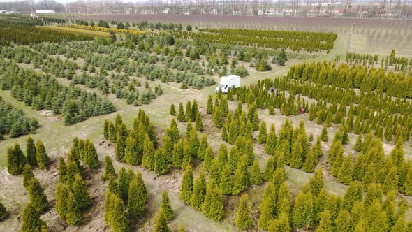 Workers of the Agroindustrial Complex Take Care of Growing Conifers and Thuja for Landscaping
