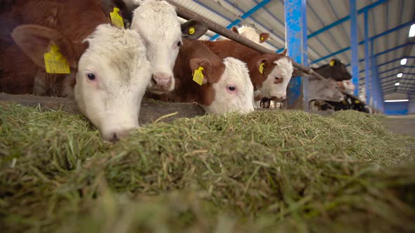 Cute calves eating clover.