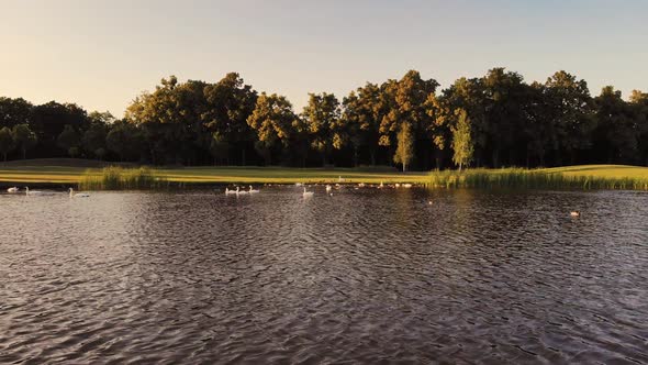 Gathering of Ducks and Swans in the Park Pond