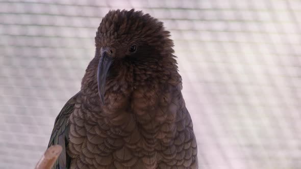 Close view of Kea looking around as it sits