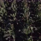 Top View Of Corn Plants - VideoHive Item for Sale