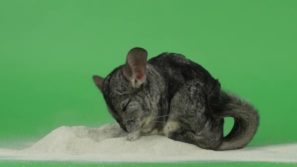 Bathing Chinchilla in Special Sand for These Animals. Green Background