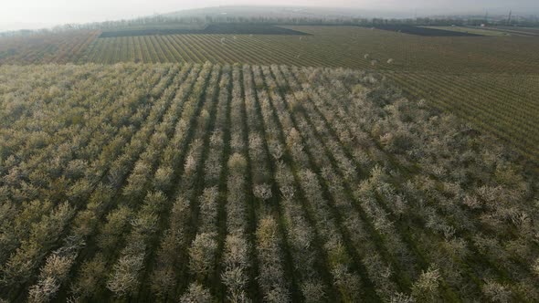 Aerial View of Orchards with Flowers Rural Agricultural Spring Landscape