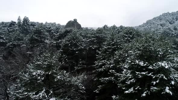 Mountain Forest Of Coniferous Trees