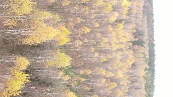 Vertical Video Autumn Forest with Trees in Ukraine Slow Motion