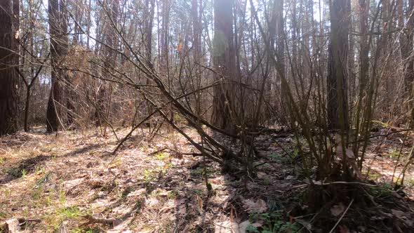 Inside a Pine Forest By Day Slow Motion