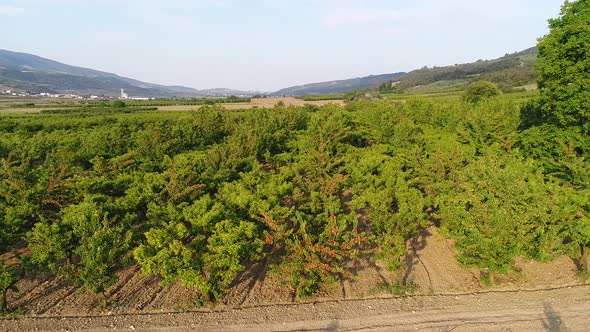 Fruit trees in large farmland.