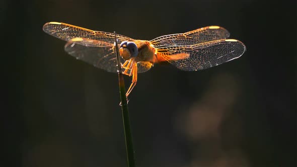 Odonata, Ruddy darter. (Sympetrum sanguineum)