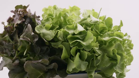 Green oak and red oak fresh lettuce planted in the Hydroponics style is beautifully placed and slowl