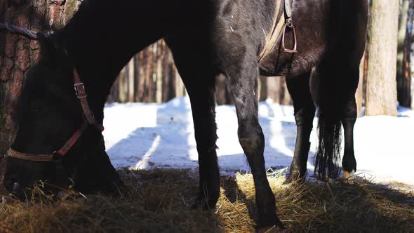 Close Shot of a Horse Eating Hay in Winter Day in Siberia Russia