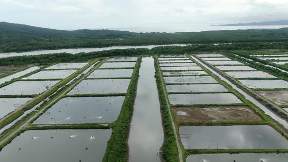 Prawn Fish Farm Aerial